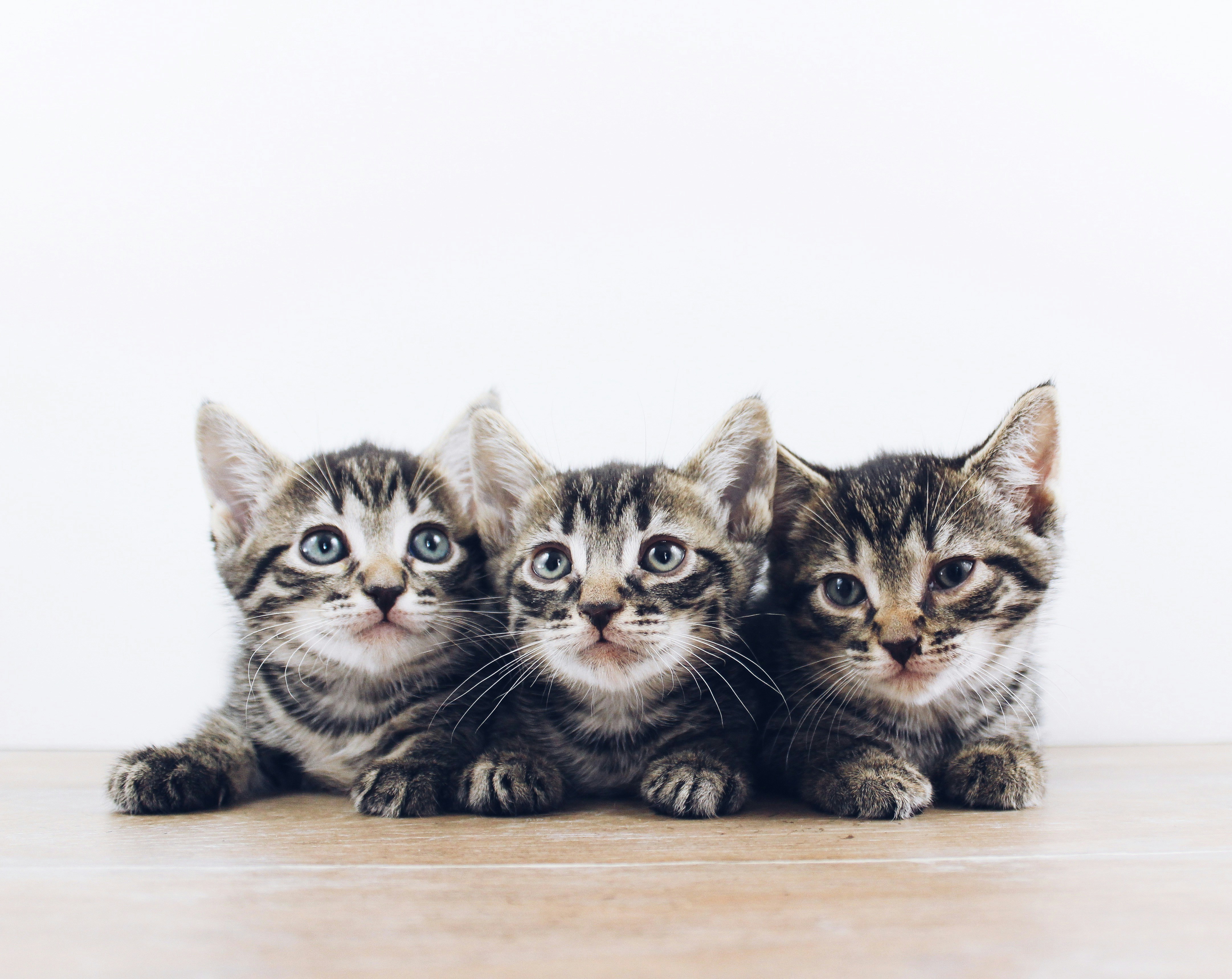 3 cute kittens